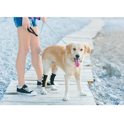 NeoAlly Support Dog Back Brace