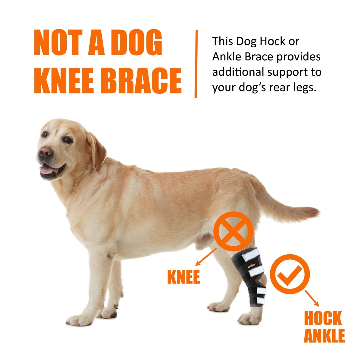 NeoAlly Support Dog Back Brace