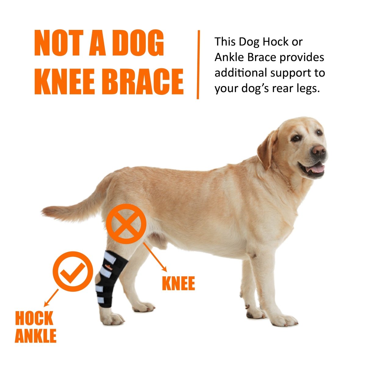 NeoAlly Support Dog Back Brace