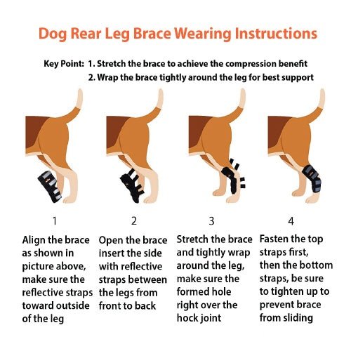 NeoAlly Support Dog Back Brace