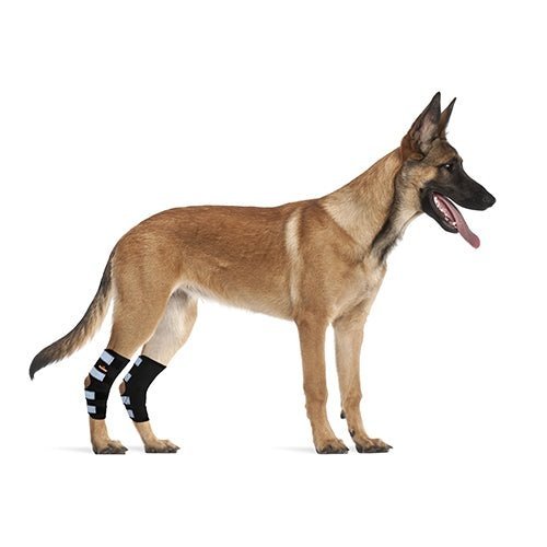 NeoAlly Support Dog Back Brace