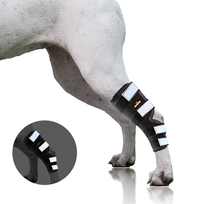 NeoAlly Support Dog Back Brace